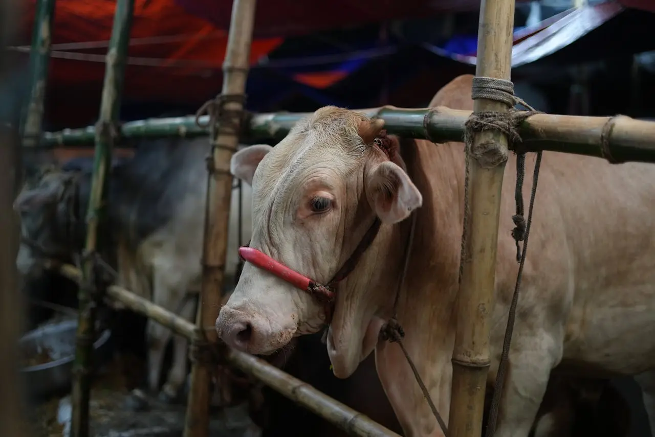 Qurbani ke ahkam - A cow stands at a livestock market in Dhaka, prepared for Eid al-Adha.