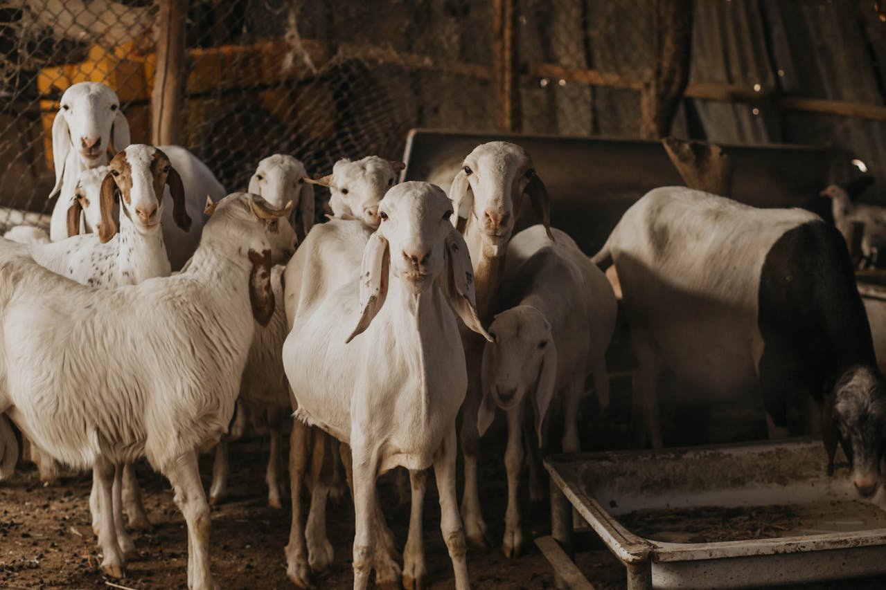 What is Qurbani