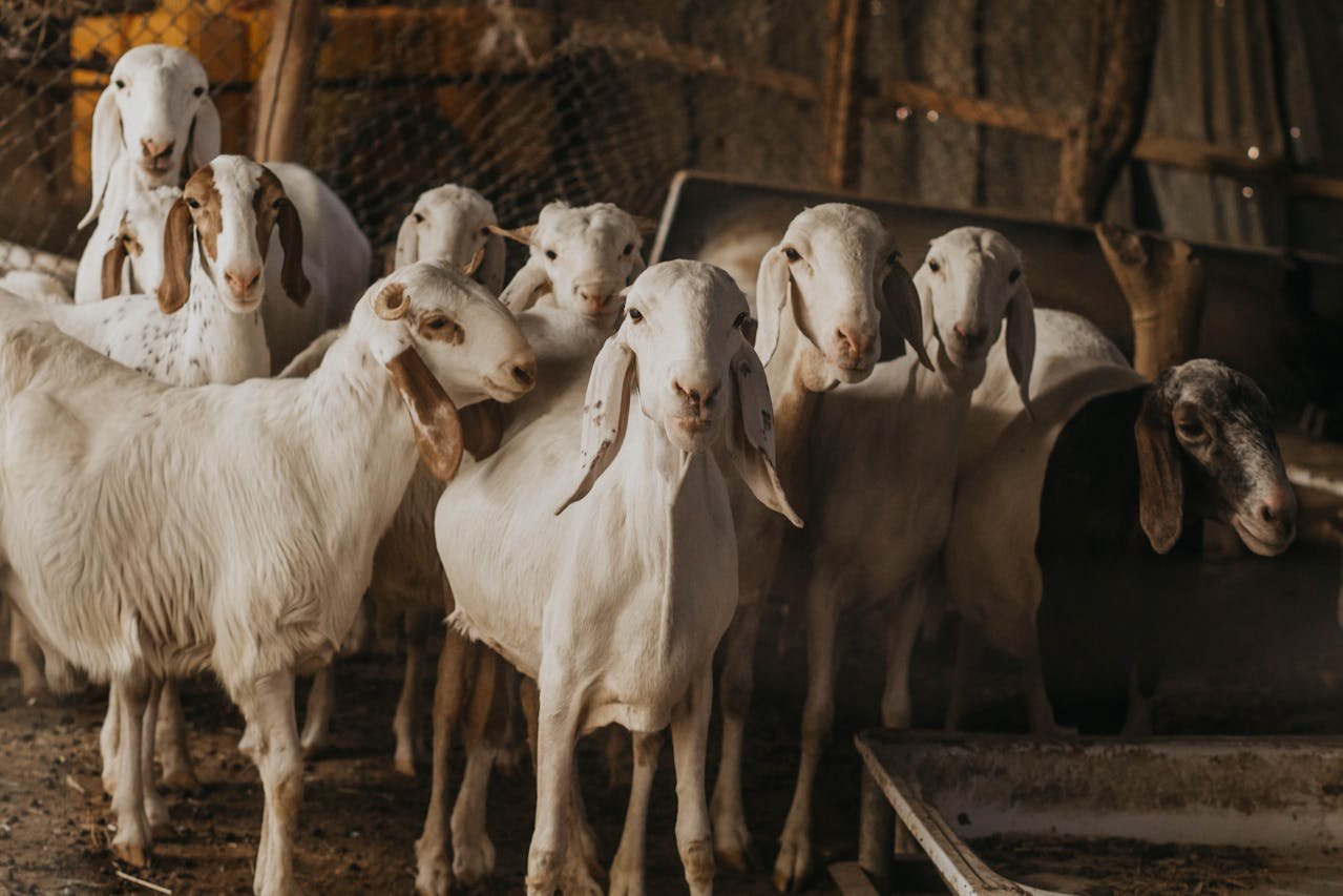 Qurbani Rules